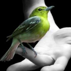 Pájaro Verde en Mano