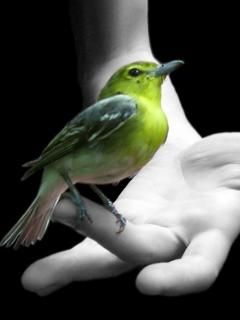 Pájaro Verde en Mano