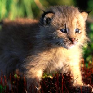 Lince Cachorro Adorable