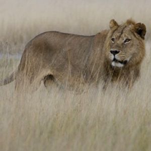 León Majestuoso en la Hierba