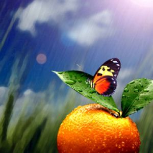Mariposa en Naranja