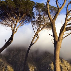 Árboles Majestuosos de Montaña