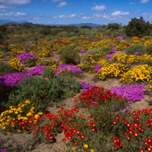 Campo de Flores Vibrantes