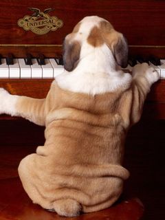 Cachorro Tocando el Piano