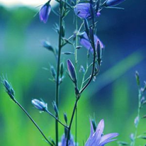 Flores Silvestres Moradas en la Naturaleza