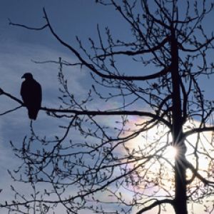 Silueta de un Pájaro al Atardecer