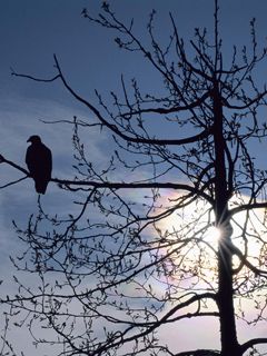 Silueta de un Pájaro al Atardecer