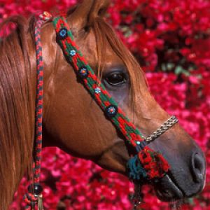 Hermoso caballo con fondo floral