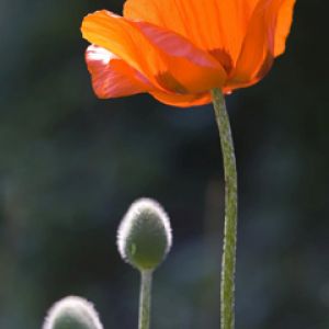 Flor de amapola naranja vibrante