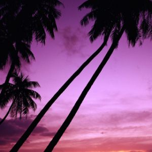Atardecer Tropical con Palmeras