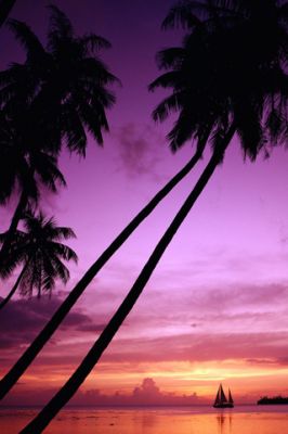 Atardecer Tropical con Palmeras