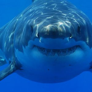 Tiburón Blanco Bajo el Agua