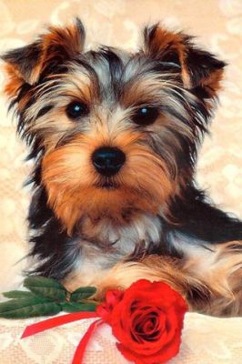 Tierno Yorkshire Terrier con Rosa