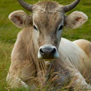 Vaca tranquila en pradera verde