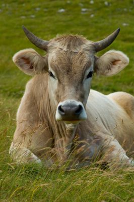 Vaca tranquila en pradera verde