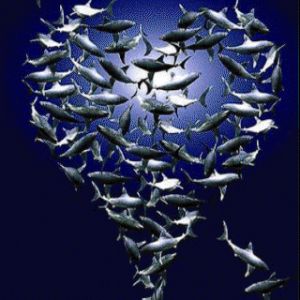 Cardumen en forma de corazón