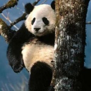 Panda Adorable en el Árbol