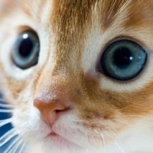Gatito Adorable con Ojos Azules