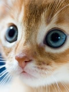 Gatito Adorable con Ojos Azules