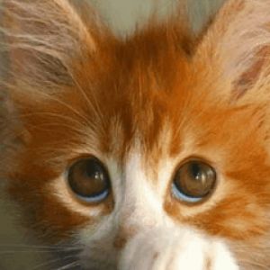 Gatito Naranja Adorable