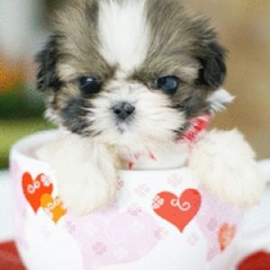 Cachorro Adorable en una Taza