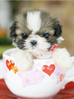 Cachorro Adorable en una Taza