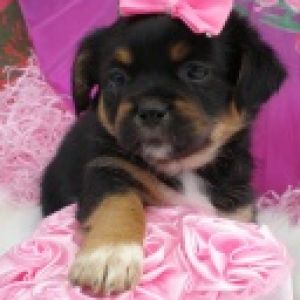 Cachorro Bonito con Lazo