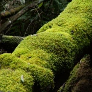 Musgo Verde en un Árbol