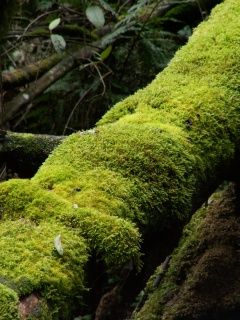 Musgo Verde en un Árbol