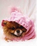 Pomerania Adorable con Sudadera Rosa