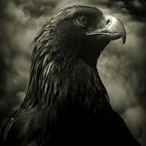Retrato de Águila Majestuosa