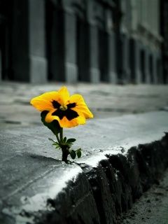 Flor Amarilla Creciendo a Través del Concreto