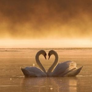 Cisnes Enamorados