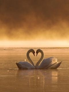 Cisnes Enamorados