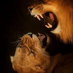 Leones Majestuosos Rugiendo Juntos
