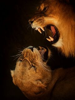Leones Majestuosos Rugiendo Juntos