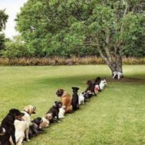 Fila de Perros Lindos