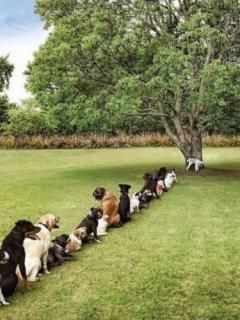 Fila de Perros Lindos