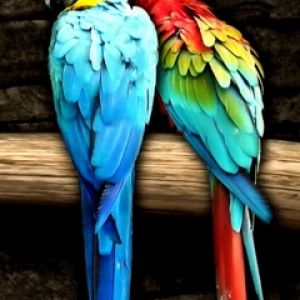 Guacamayos Coloridos