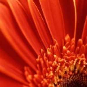 Flor Roja Vibrante en Primer Plano