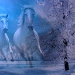 Majestuosos Caballos Blancos en Invierno