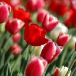 Campo de Tulipanes Vibrantes