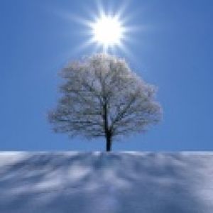 Árbol Nevado Bajo Sol Brillante