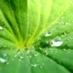 Hoja Verde con Gotas de Agua