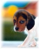 Adorable Cachorro Beagle