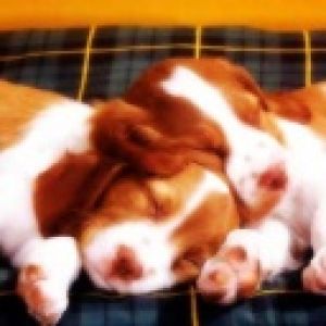 Cachorros Durmiendo