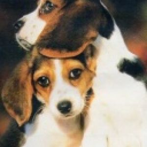 Cachorros Beagle Adorables