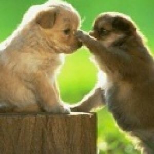 Cachorros Lindos Jugando Juntos