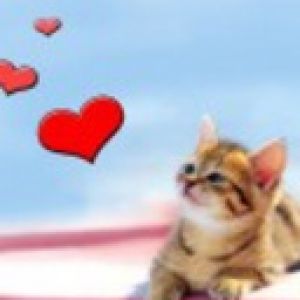 Gatito Adorable con Corazones
