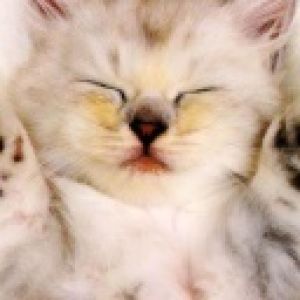 Gatito Durmiendo